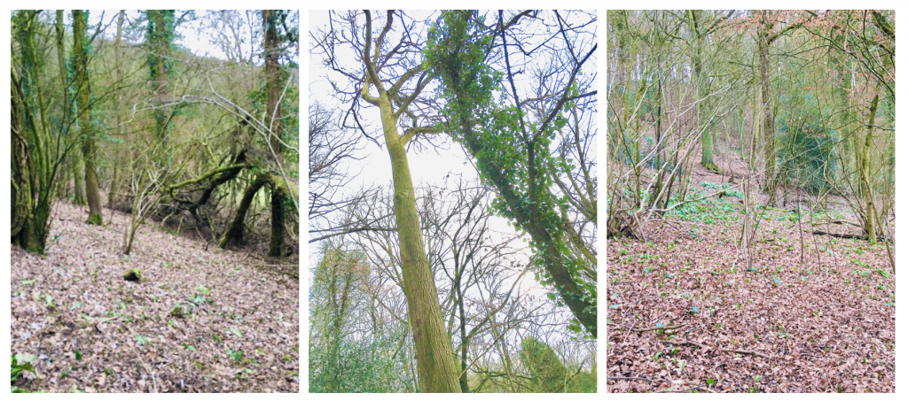 three woodland scenes